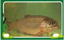 Trout British Freshwater Fish 1970s Fish Fishing  picture
