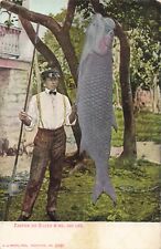 Tarpon or Silver King Prize Fish 240 Pounds Florida FL Embossed c1905 Postcard picture