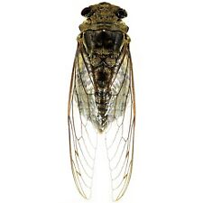 Quesada gigas ONE REAL CLEARWING CICADA PERU UNMOUNTED picture