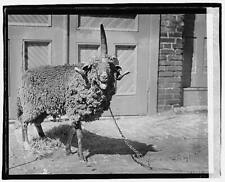 Photo:Wap-See-Ho-Hong,Animal,September 1920,1 picture