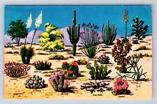 VINTAGE CACTI & DESERT FLORA OF THE GREAT SOUTHWEST POSTCARD IW picture