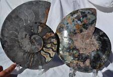 Cut Split PAIR Ammonite Deep Crystal Cavity 110myo Fossil 250mm XXL 10.0