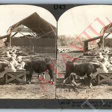 c1900s Manhattan, Kansas Hereford Cattle Feeding Pens Real Photo Stereoview V45 picture