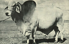 Postcard Animals Emperor Brahman Bull Florida FL Grand Champion Heart-Bar Ranch picture