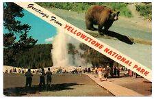 POSTCARD VTG 1964 Postcard of Greetings from Yellowstone National Park w/ Bear picture