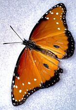 ￼BEAUTIFUL QUEEN BUTTERFLY #11 Danaus gilippus - Minor Wing Damage picture