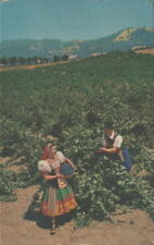  Vintage Postcard Italian Swiss Colony Vineyard Scene Asti Sonoma County Calif  picture
