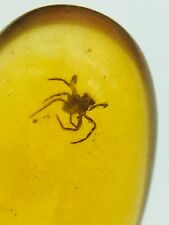 Natural Amber spider insects Fossil Insects Manual Polishing Ornaments 0.3G picture