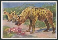 1933 SPOTTED HYENA GERMAN WUNDER DER TIERWEIT TOBACCO ANIMAL CARD #137 VG picture