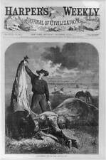 Photo:Slaughtered for the Hide,men skinning buffaloes,1874 picture