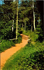 Postcard THE HAUNTED WOODS AT GREEN GABLES PRINCE EDWARD ISLAND 1960s picture