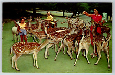 c1960s Feeding Deer Catskill Game Farm New York Vintage Postcard picture