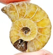 Ancient Prehistoric Ammonite Fossil Half Polished To Show Inside Crystal — L picture
