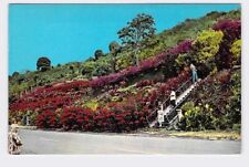 PPC Postcard HI Hawaii Kealakekua Machado Gardens - Bright Tropical Flowers picture