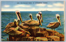 Postcard The Pelican Family St. Petersburg, FL E18 picture