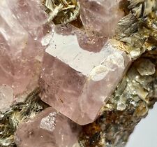 197 Gram Rare Fluorescent Pinkish Apatite Crystals Bunches On Muscovite @Pak picture