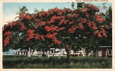 Royal Poinciana Tree, Florida, FL, 1920 White Border Vintage Postcard b8751 picture