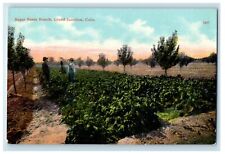 c1910's Super Beets Ranch Farm Grand Junction Colorado CO Antique Postcard picture