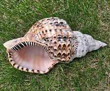Large Conch Seashell Spiral Pink White Ocean Seashell Beach 11