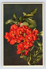 Postcard Japanese Quince Flower Blossom Thor Gyger Stehli Series 1940s Unposted picture