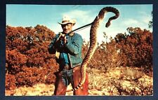 Postcard Annual Springtime Diamondback Rattlesnake Roundup Cowboy c1980 picture