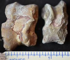Pair of Oreodont Astragalus, Ankle Fossils, Merycoidodon culbertsoni, SD, O1460 picture