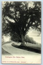 1906 View of Washington Elm, Palmer, Massachusetts MA Antique Postcard picture