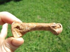 RARE SPECTACLED SHORT FACED METACARPAL TOE BONE FLORIDA FOSSILS ICE AGE EXTINCT picture