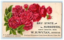 1905 Bay State Nurseries North Abington Massachusetts MA Advertising Postcard picture