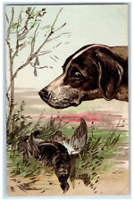 Postcard Pointer Dog Looking at Black Grouse Bird c1910 Art Tuck Dogs picture