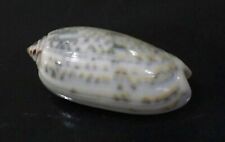 seashell Oliva tricolor 46.8 mm GEM nice olive collection  picture