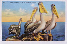 VTG Postcard Linen St. Petersburg, Florida FL The Pelican Family St. Petersburg picture