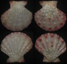 Tonyshells Seashell Mirapecten mollucensis 32mm F+++/gem, superb white/pink picture