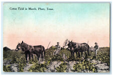 1913 Horse Carriage Cotton Field in March Pharr Texas TX Posted Antique Postcard picture