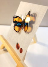 Original ACEO 3D Butterfly Art Card 2.5