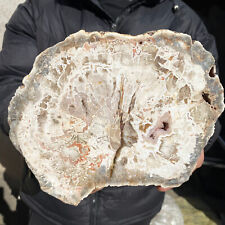 4.3lb Large Natural Beautiful polished petrified wood slice mineral specimen picture