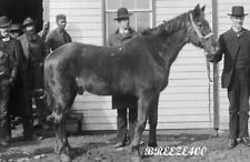CIVIL WAR PHOTO/LITTLE SORREL/ HORSE OF GENERAL THOMAS JACKSON/4X6 B&W Photo Rt. picture