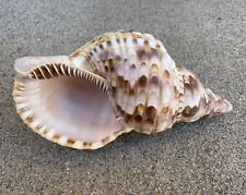 Large Natural Conch Triton Trumpet Sea Shell Charonia Spiral Beach Seashell 8