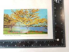 Florida FL Golden Shower Trees Springtime Postcard Old Vintage Card View Post PC picture