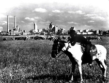 COWBOY WATCHING CATTLE WEST OF DOWNTOWN DALLAS 1945 8x10 GLOSSY FINISH PHOTO picture