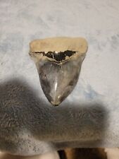 Beautiful Color Megladon Tooth- Slightly Over 5 Inches picture