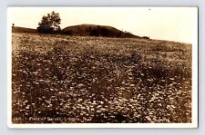 Postcard RPPC New York Loomis NY Daisy Field 1911 Posted Divided Back picture