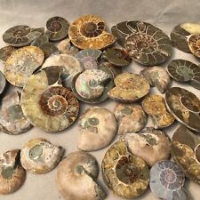 2.2LB Natural rare beautiful ammonite fossil conch specimen healing  picture