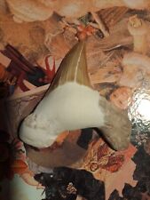 Large Otodus Obliquus FOSSIL SHARK Tooth 60 Million Years Old.(1b) picture