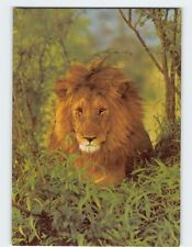 Postcard Lion picture