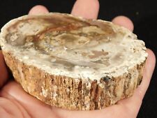 Perfect BARK 225 Million Year Old Polished Petrified Wood Fossil 302gr picture