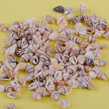 100pcs Small Sea Shells Assorted Natural Seashells Conch Crafts DIY Decoration picture