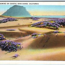 c1930s Los Angeles, Beach Sand Dunes, Cali. Verbena Flower Blooming Tichnor A203 picture
