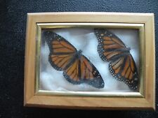 2 monarch butterflies in display box case sealed O22 picture