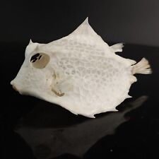 Real Thornback cowfish skeleton, boxfish, fish exoskeleton, real fish taxidermy picture